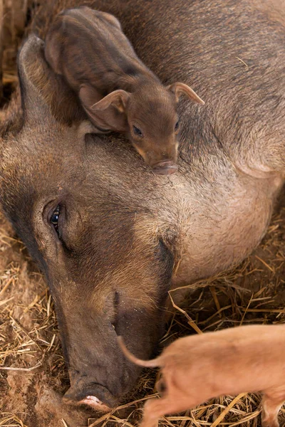 Brown Sow Lay Ground Suckling Her Piglets Open Farm Top — Foto de Stock