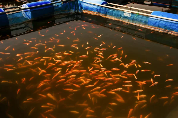 Kafes çiftliğinde bir Kızıl Tilapia Balığı okulu. Balık çiftliği, su kültürü, tatlı su balığı. Üst Manzara. Seçici odak.