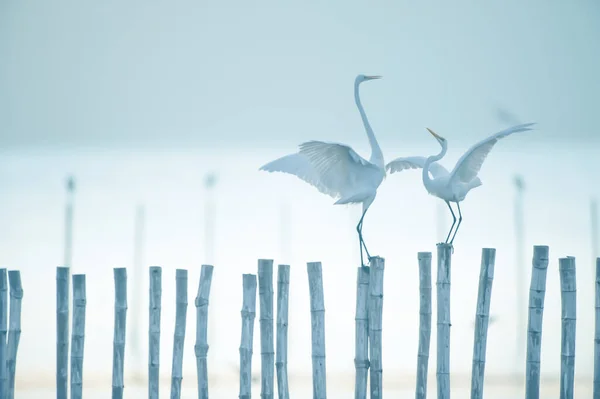 Two Great Egret Perching Stumps Shoreline Dusk Migratory Wild Birds — Stock Photo, Image