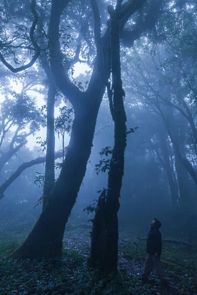 レインコートのジャケットを着た若い男が立って 霧の中の熱帯雨林の古代の木を見ています 環境概念 男に焦点を当てて — ストック写真