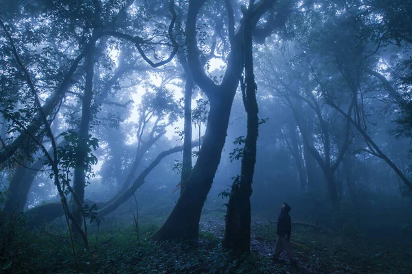 レインコートのジャケットを着た若い男が立って 霧の中の熱帯雨林の古代の木を見ています 環境概念 男に焦点を当てて — ストック写真