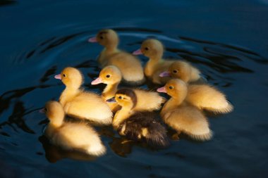 Gün ışığında açık bir çiftlikteki yerleşim birikintisinde yüzen bir grup yerli Moskovalı yavru ördek..