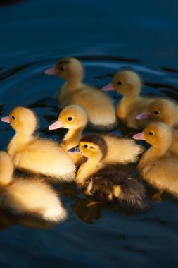 Gün ışığında açık bir çiftlikteki yerleşim birikintisinde yüzen bir grup yerli Moskovalı yavru ördek..
