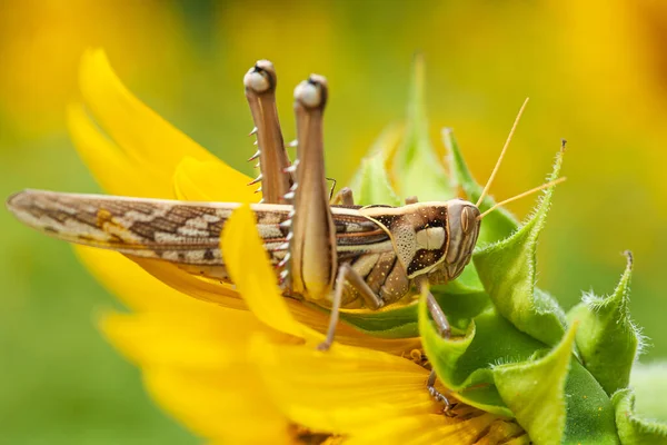 Close-up a Patanga succincta or Bombay locust feeds on yellow sunflower in full bloom. Agriculture, pest concepts.