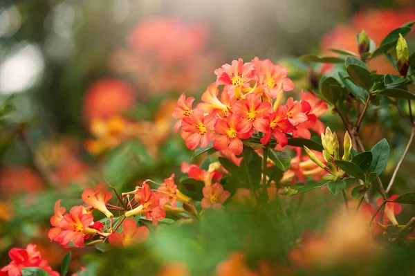 Floração Laranja Flores Rhododendron Jardim Botânico Uma Manhã Verão Árvores — Fotografia de Stock