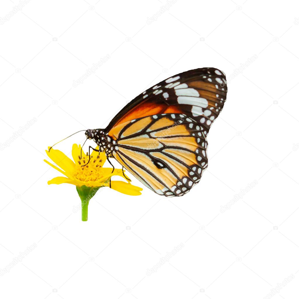 A monarch butterfly pollinating yellow flowers in full bloom, isolated on white background with a clipping path.