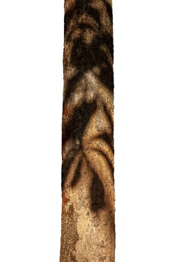 Meşe ağacının eski bir gövdesini yakın çekim, meşe ağacı kabuğu dokusu, ağaç gövdesindeki yaprakların gölgesi, kesme yolu olan beyaz arka planda izole edilmiş..