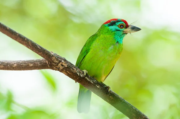 Acercamiento Una Percha Barbudo Garganta Azul Rama Del Árbol Luz —  Fotos de Stock