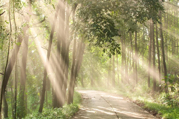 Brillante Amanecer Brilla Carril Forestal Vacío Haces Luz Abstractos Niebla —  Fotos de Stock