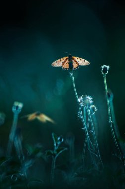 Güneş doğarken tarlalarda kır çiçeklerinin üzerindeki kelebek tozlaşmasının yakın plan görüntüsü, arka plan bulanık. Kelebek göçü. Kelebek kanatlarına odaklan.
