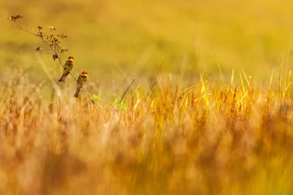 Pair Chestnut Headed Bee Eater Merops Leschenaulti Perched Tree Grassland — Fotografia de Stock