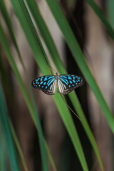 Unidentified Butterfly Sunbathing Palm Leaves Sunlight Bright Blue Wings Green — Stock Photo, Image