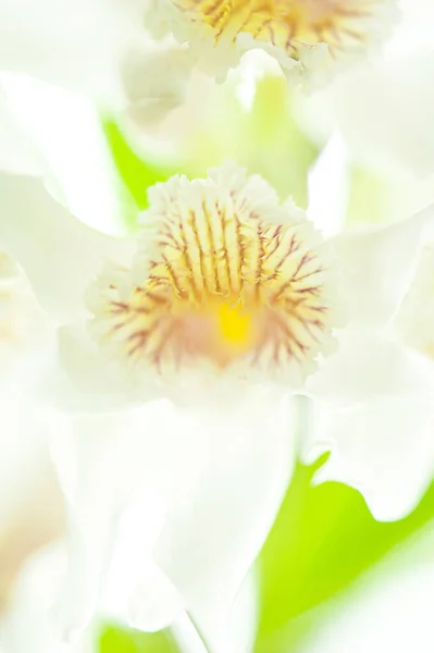 Close Thunia Alba Lindl Rchb Orchidaceae Full Bloom Orchid Evergreen — 图库照片