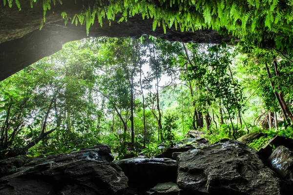 Μια Πρωτόγονη Σπηλιά Στο Βαθύ Τροπικό Δάσος Πλούσια Φτέρη Και — Φωτογραφία Αρχείου