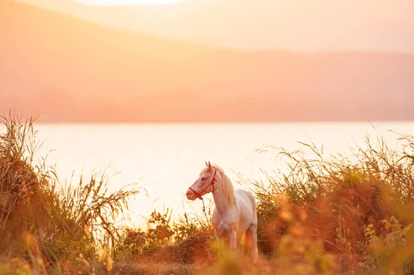 White Horse Grazes Grassland Sunset Lake Mountains Background West Thailand — Stock Photo, Image