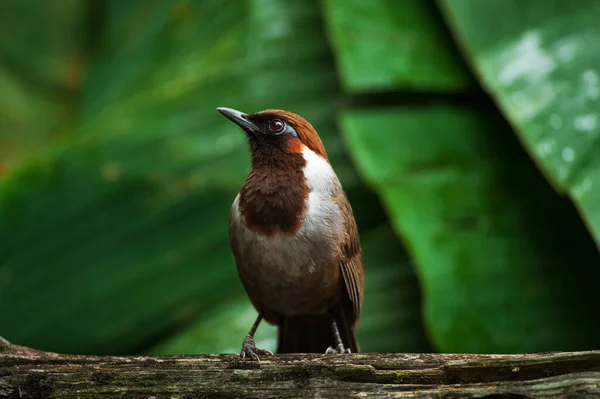 Kara Boğazlı Gülen Bir Ardıç Kuşu Bulut Ormanındaki Kütüğün Üzerine — Stok fotoğraf