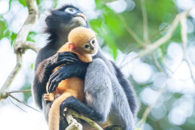Anne esmer yaprak maymunu ya da gözlüklü Langur tropikal orman tepe örtüsünde yeni doğmuş bir bebeği tutuyor. Koh Wua Ta Lup Adaları, Mu Ko Ang Tanga Ulusal Parkı, Tayland.