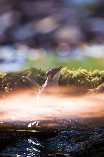 A Close-up of Ashy Bulbul reflection on the water while drinking and enjoying a bath in a well on a hot summer day. Phu Khieo wildlife sanctuary. Thailand.