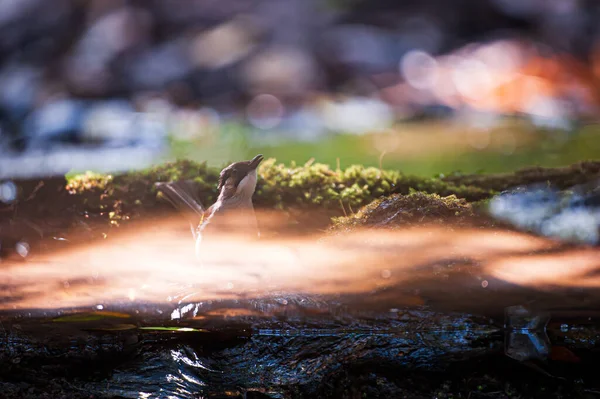 Eine Nahaufnahme Von Ashy Bulbul Der Das Wasser Reflektiert Während — Stockfoto