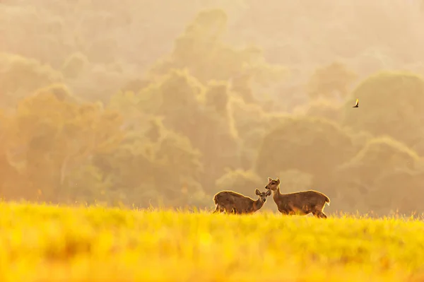 Moeder Zwijnen Herten Weiden Grazen Het Groene Grasland Bij Zonsondergang — Stockfoto