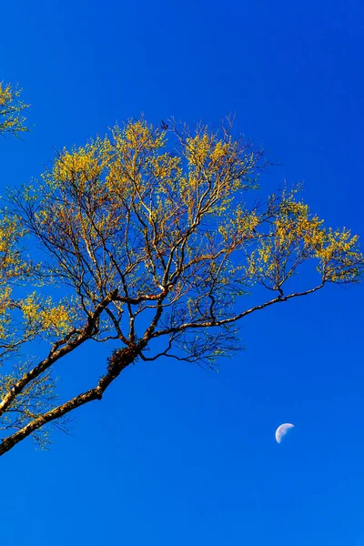 Bright Yellow Leaves Wild Tree Blue Sky Winter Morning Waning — Stockfoto