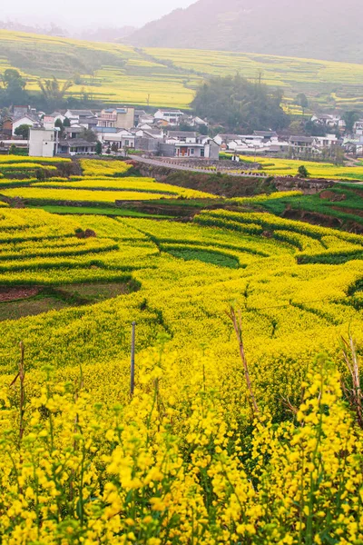 Scenery Mustard Flower Fields Ancient Village Valley Sun Rising Mustard — Stockfoto
