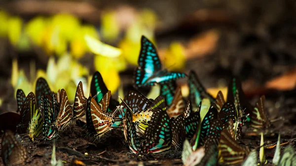 Colorful Butterfly Swarms Feed Mineral Lick Tropical Forest Rainy Season — Stock Fotó