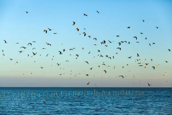 Troupeau Mouettes Volant Dans Ciel Bleu Près Rivage Crépuscule Golfe — Photo