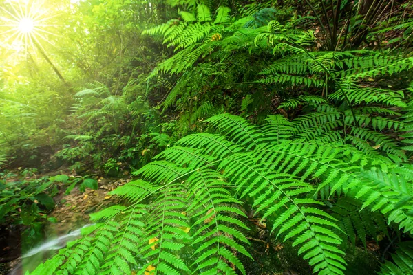 在雨季的热带雨林景观中 日出在靠近山谷小溪的绿蕨叶上的树木中闪耀 Mae Wong国家公园 — 图库照片
