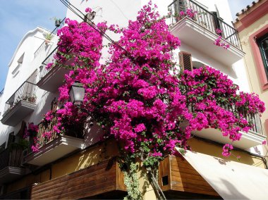 zarif manzara arka çiçekli