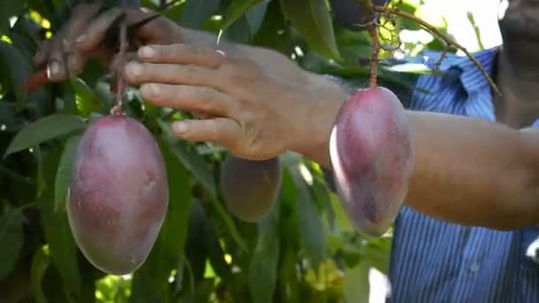 Collecting mangoes, fruit tropical. — Stock Video