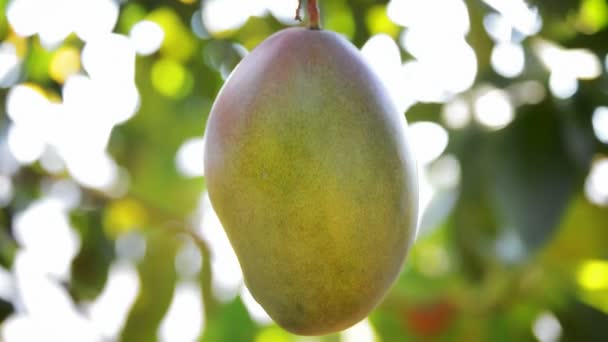 Mango fruit in tree, fruit tropical. — Stock Video