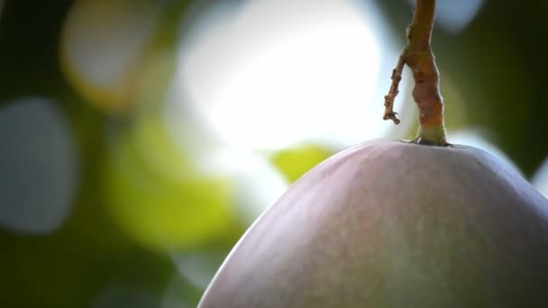 Frutta di mango nell'albero, da vicino, frutta tropicale . — Video Stock