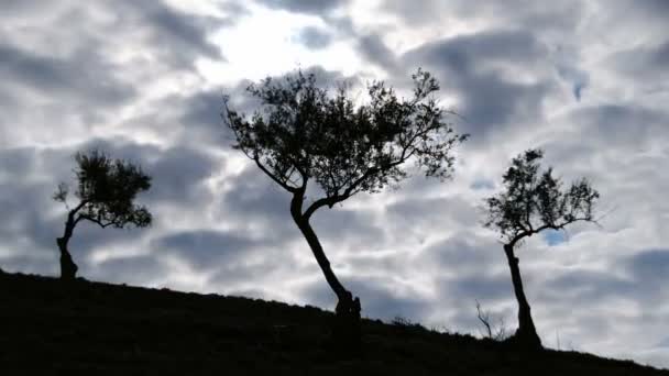 Olivenbaum an einem bewölkten Tag. — Stockvideo