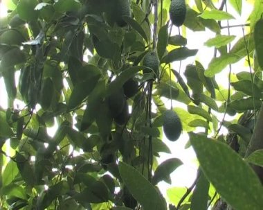 Avokado meyve.