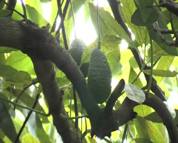 Avocados hass fruit in tree of avocados. — Stock Video