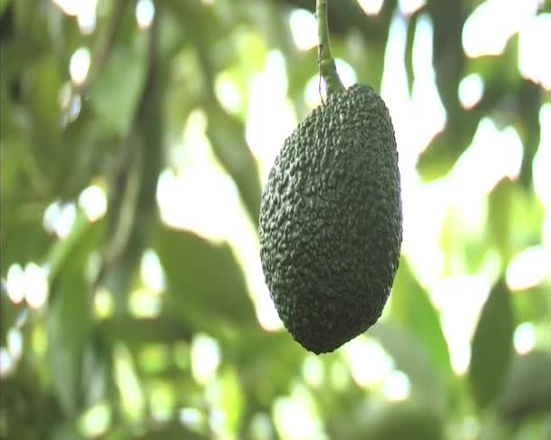 Avocado Haß im Baum. — Stockvideo