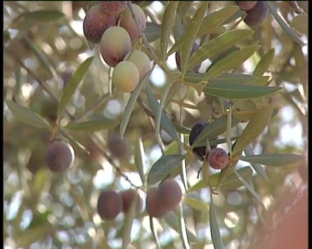 Aceitunas en rama 2 . — Vídeo de stock