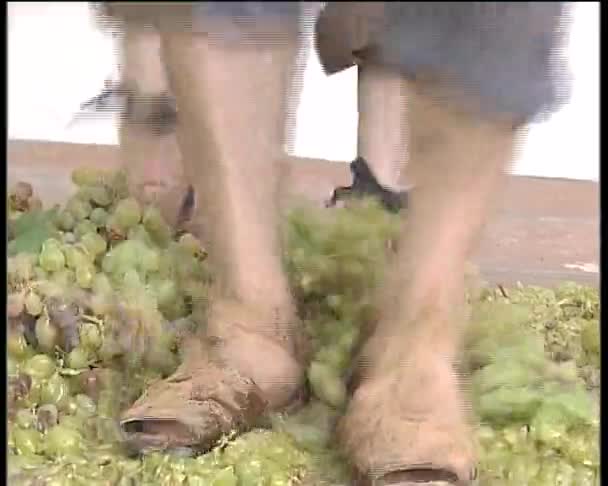 Treading uvas para obter vinho e mosto. Prática ancestral . — Vídeo de Stock