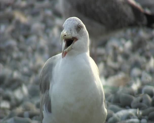 Möwe mediterran, hautnah. — Stockvideo