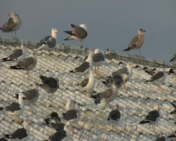 Gaviotas en un techo alicatado . — Vídeos de Stock