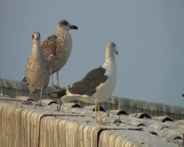 Gaviotas en el techo alicatado . — Vídeos de Stock