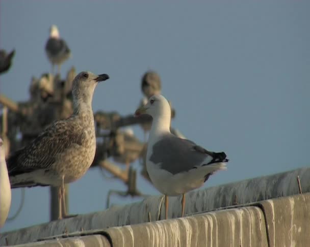 Gaviotas en el techo de azulejos . — Vídeos de Stock