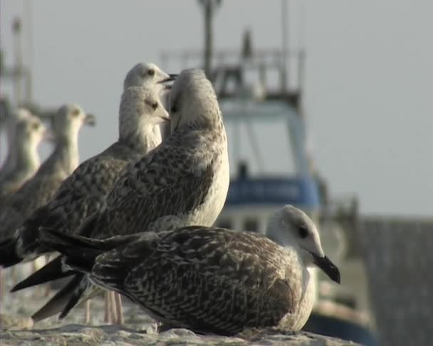 Seagulls sitting in a sea port. — Stock Video