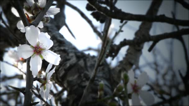 Flores de amêndoa . — Vídeo de Stock