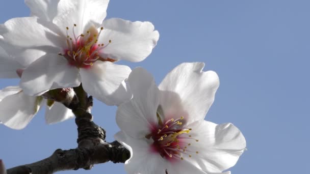 Flores de amêndoa belíssimas . — Vídeo de Stock