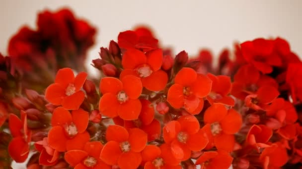 Röda blommor krans roterar på nära håll. loop. — Stockvideo