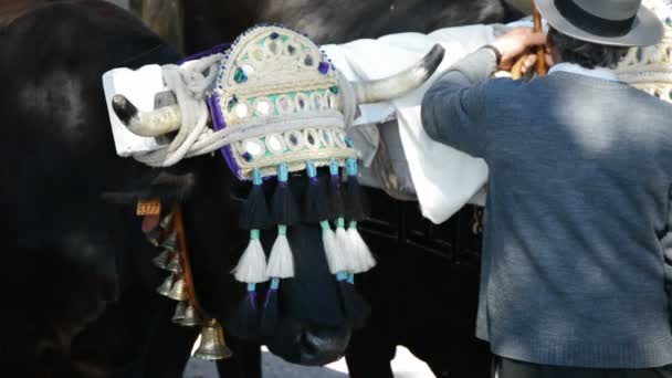 Taureaux espagnols en parade en pèlerinage andalou ou romeria 