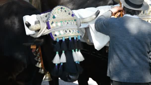 Spaanse stieren op parade in Andalusische bedevaart of romeria — Stockvideo