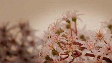 Beyaz çelenk dönen portre. döngü.